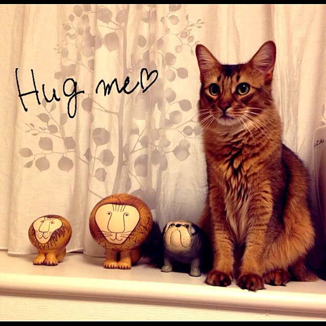 shihoさんの実例写真
