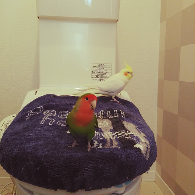 toratanさんの実例写真