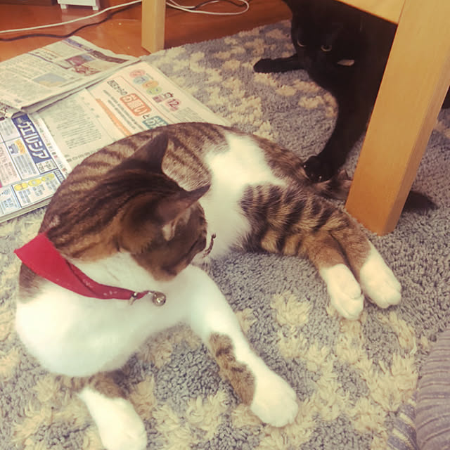 jijiさんの実例写真