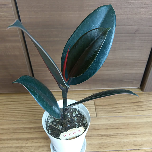 tokoさんの実例写真