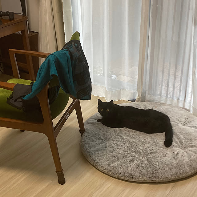 ベッド周り/クッション/ラグ/ねこと暮らすのインテリア実例 - 2023-11-11 11:19:59