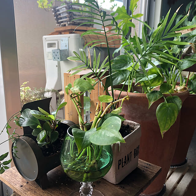 観葉植物のある暮らし/リビングのインテリア実例 - 2021-09-23 02:52:39