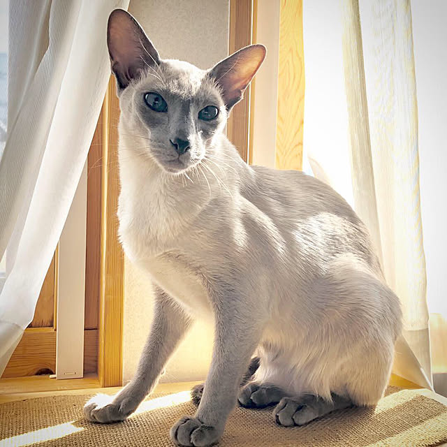 mujinekoさんの実例写真