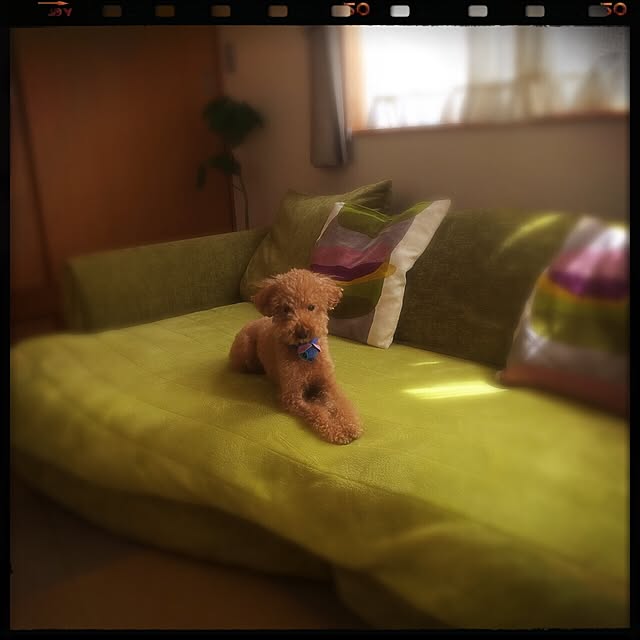 yuimaruさんの実例写真