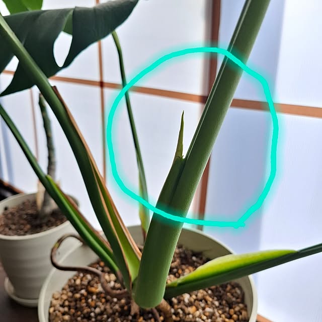 midoriさんの部屋