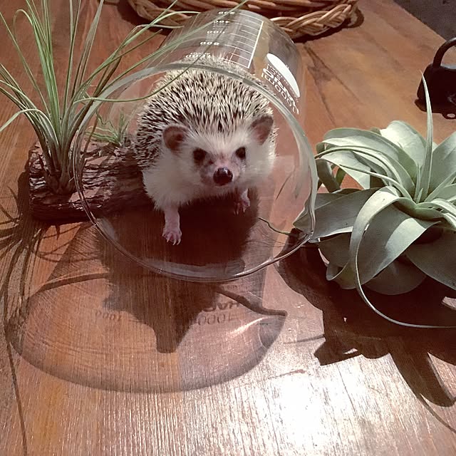 saokoさんの実例写真