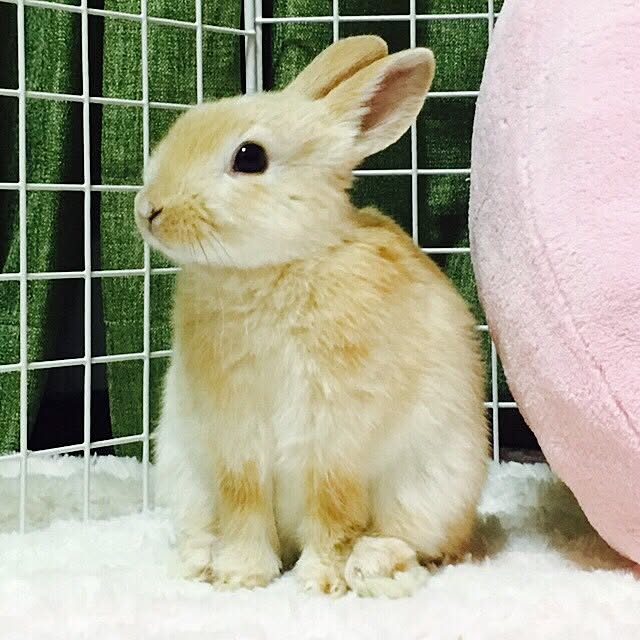 Rainさんの実例写真