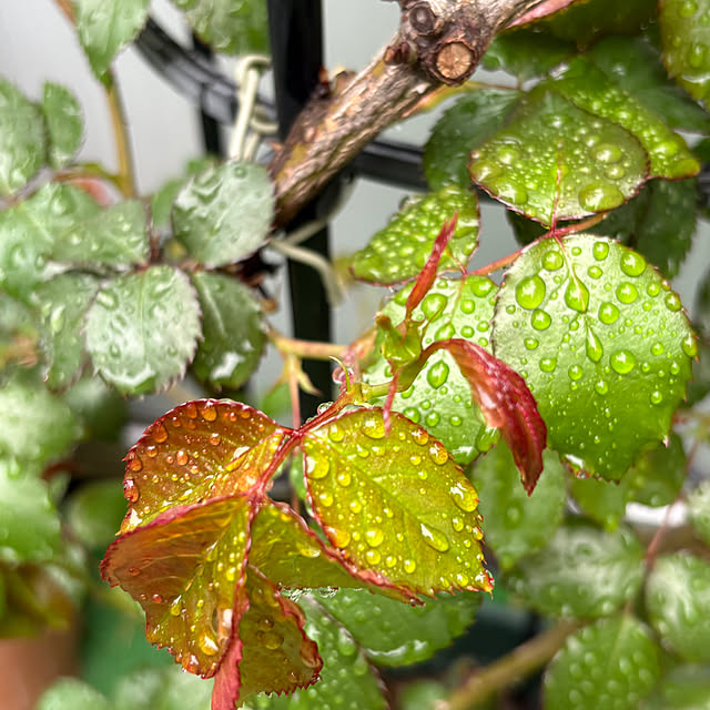 nannoさんの部屋