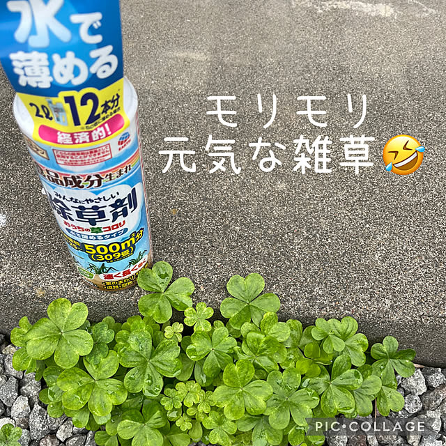 izuさんの実例写真