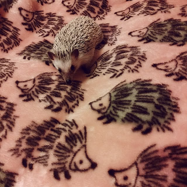 tomominさんの実例写真