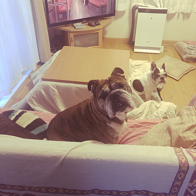 chi_gogaさんの実例写真
