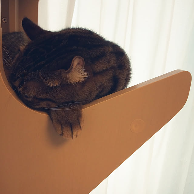 canekoさんの実例写真