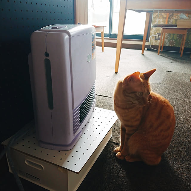 kikiさんの実例写真
