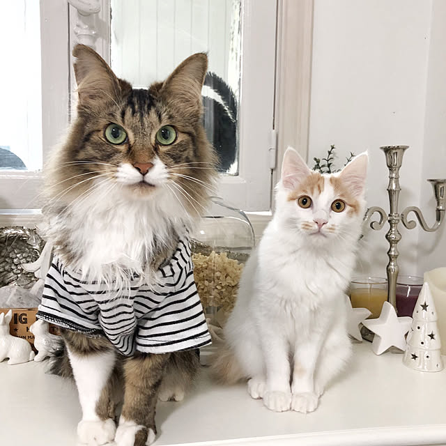 yuchiさんの実例写真