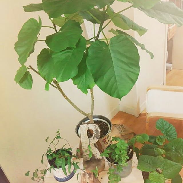 chiさんの実例写真