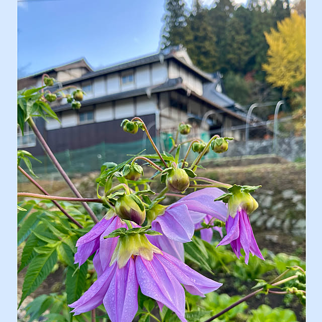 cotaさんのお部屋の写真
