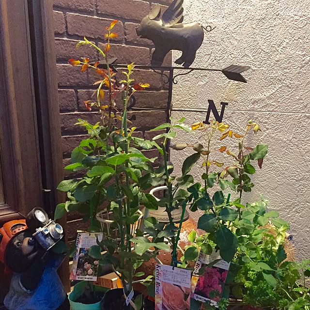 butachanさんの実例写真