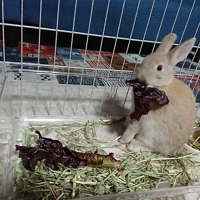 kimi613さんの実例写真