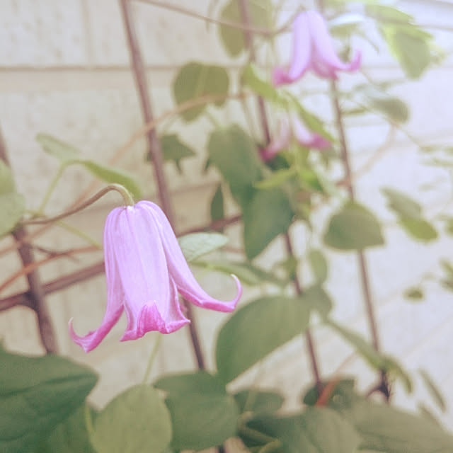 kuremaさんの実例写真