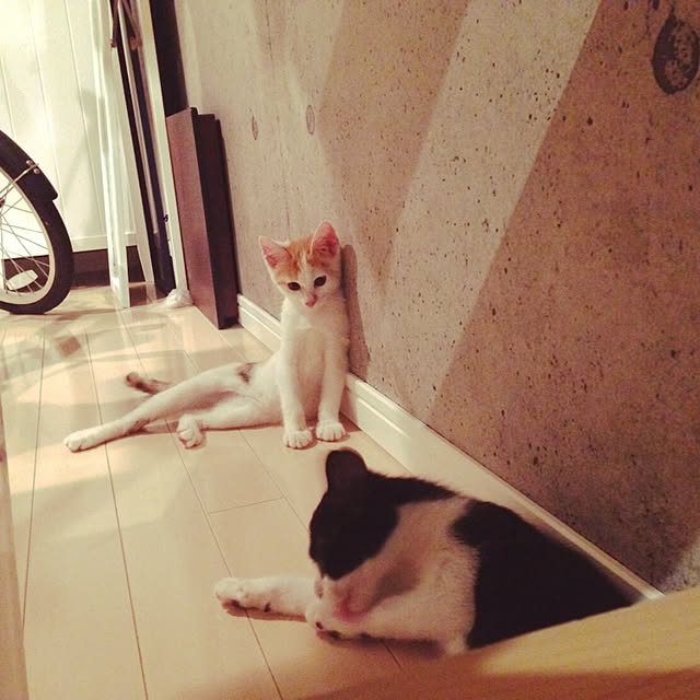 ziziguguさんの実例写真
