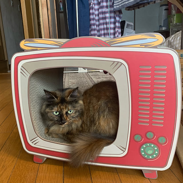 実例写真