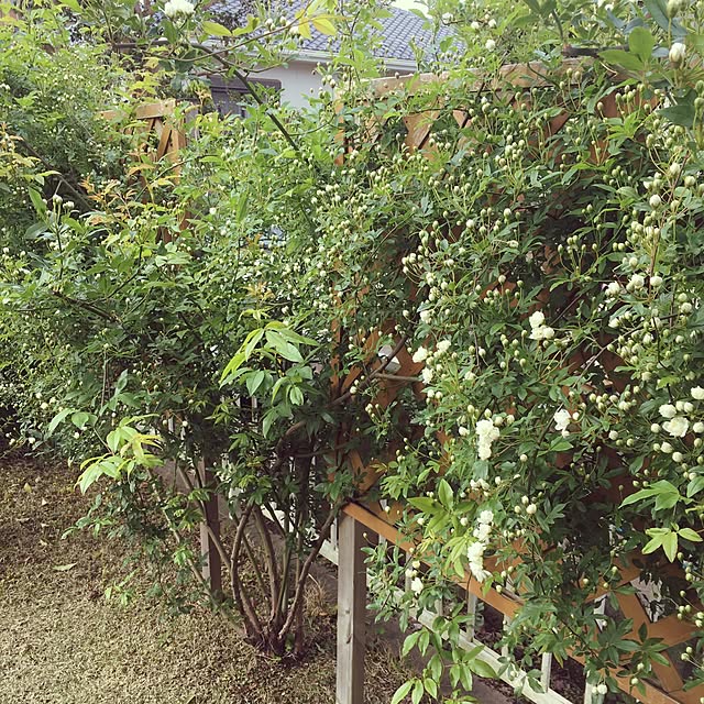 Eriさんの実例写真