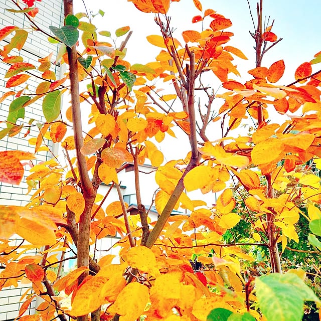 surviveさんの部屋