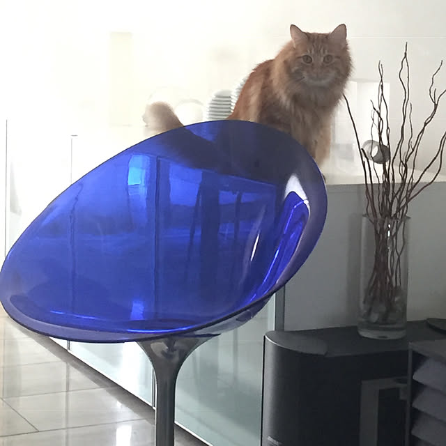 cokkoさんの実例写真