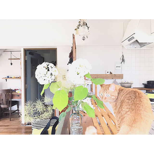 cobaさんの実例写真