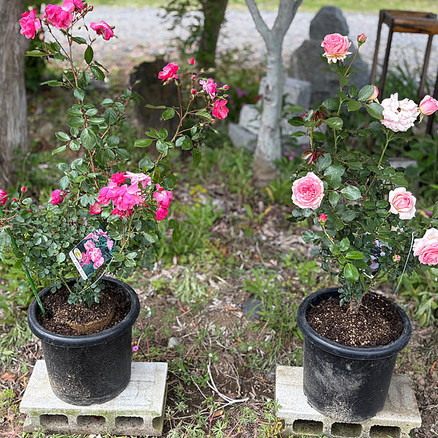 akkeyさんの実例写真