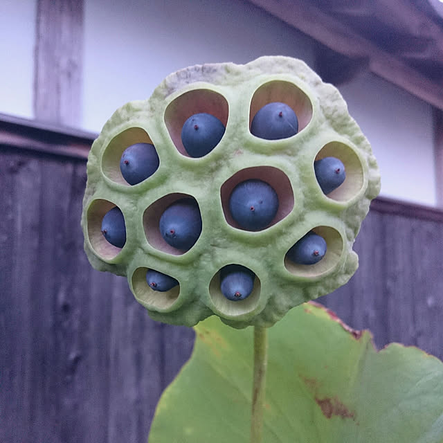 monblanさんの実例写真
