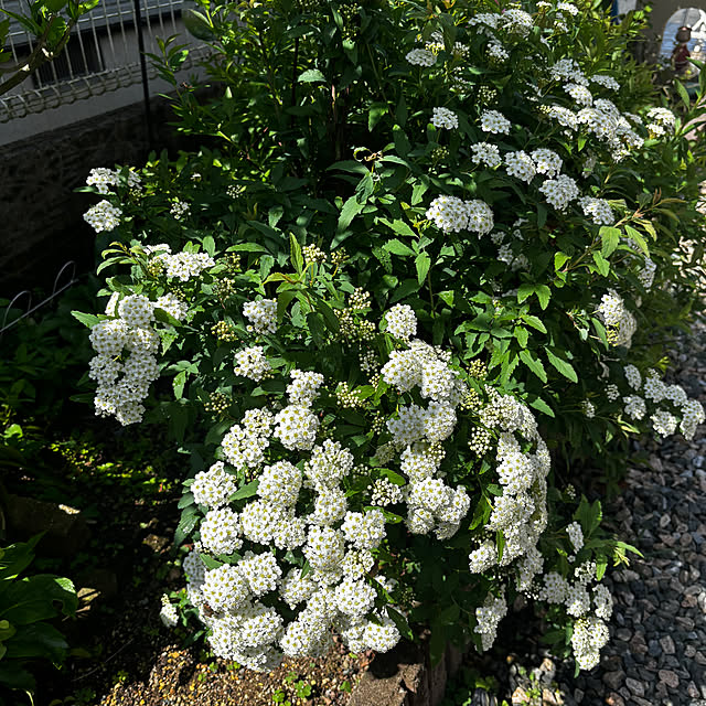 chIoeさんの部屋