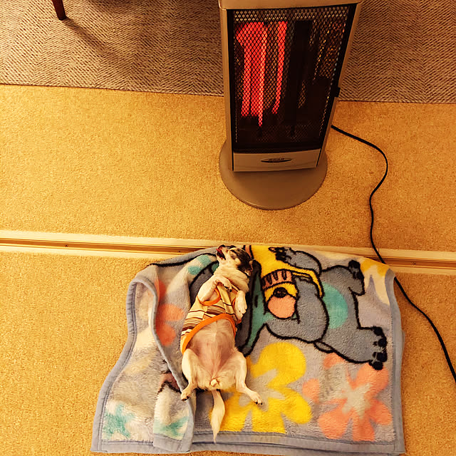 watsonさんの実例写真