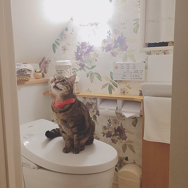 lovecatさんの実例写真