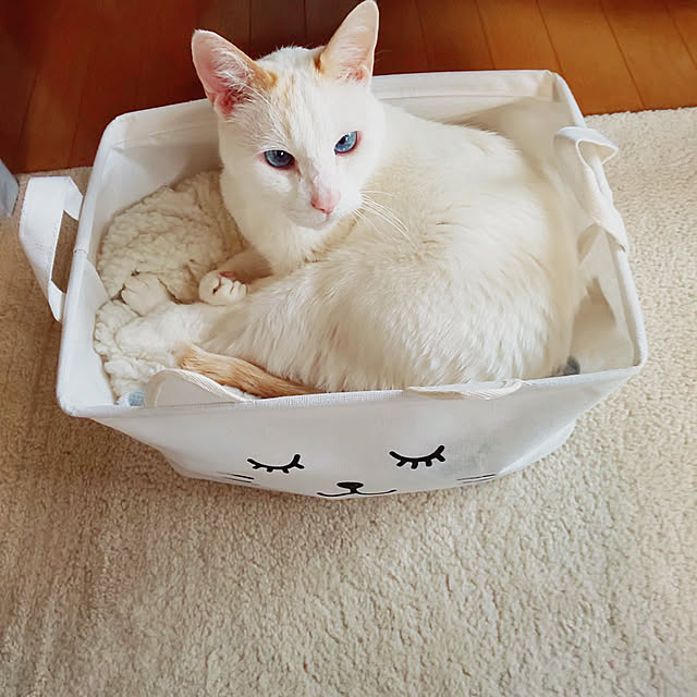 posauruさんの実例写真