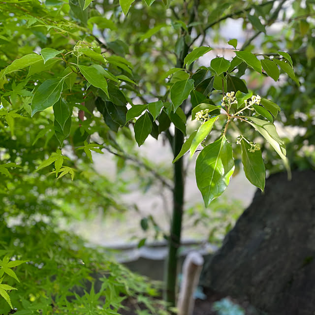 buchiさんの部屋