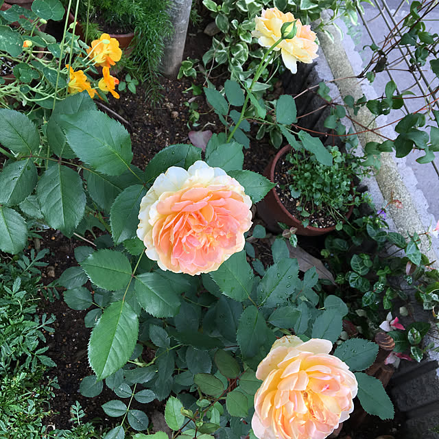nee_keikoさんの実例写真