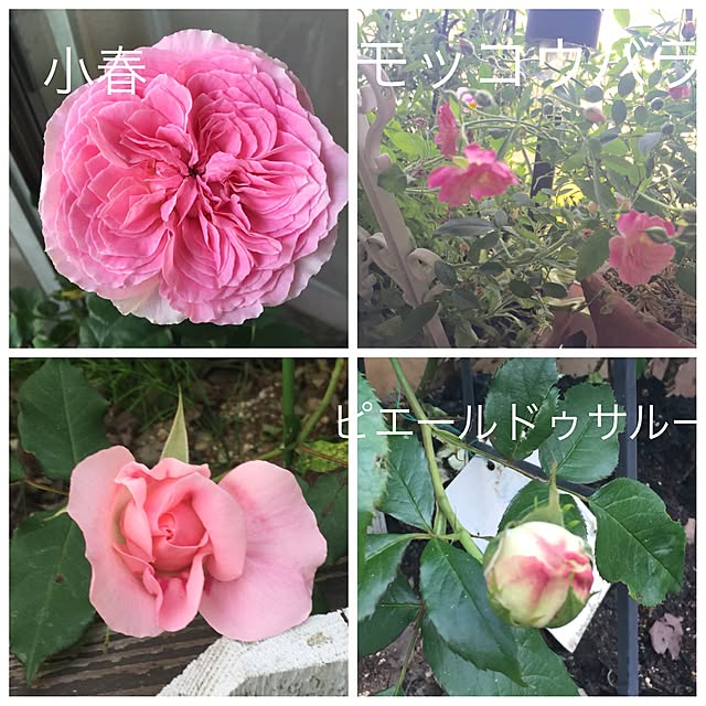 Naomiさんの実例写真