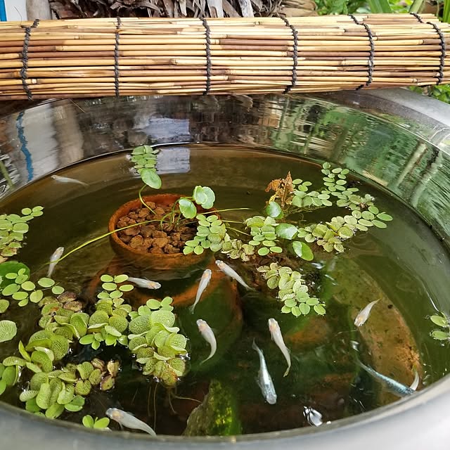 midoriさんの部屋