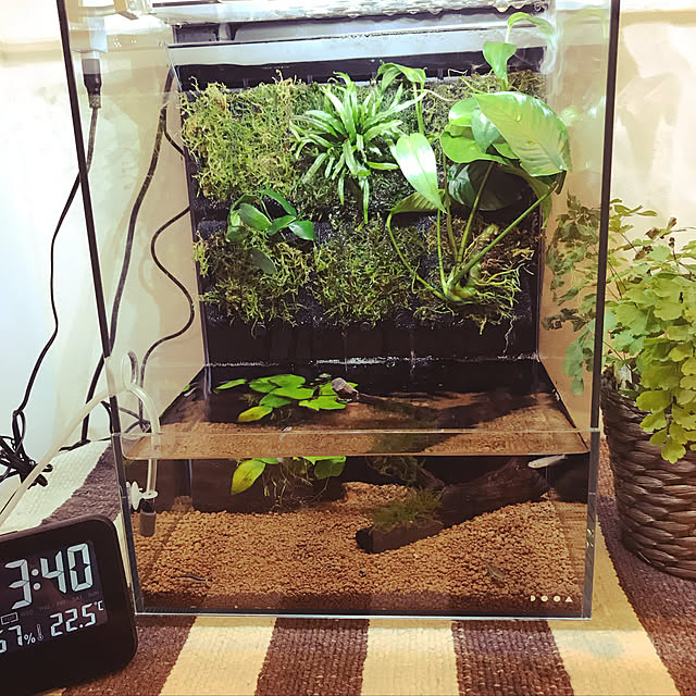 カフェ風/照明/ナチュラル/レトロ/観葉植物...などのインテリア実例 - 2019-05-06 16:05:02