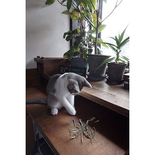 jnkaiさんの実例写真