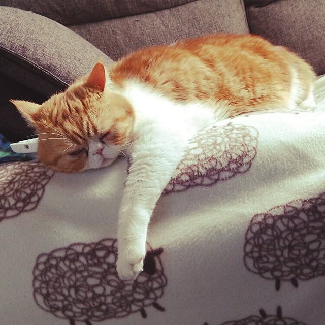 otoさんの実例写真