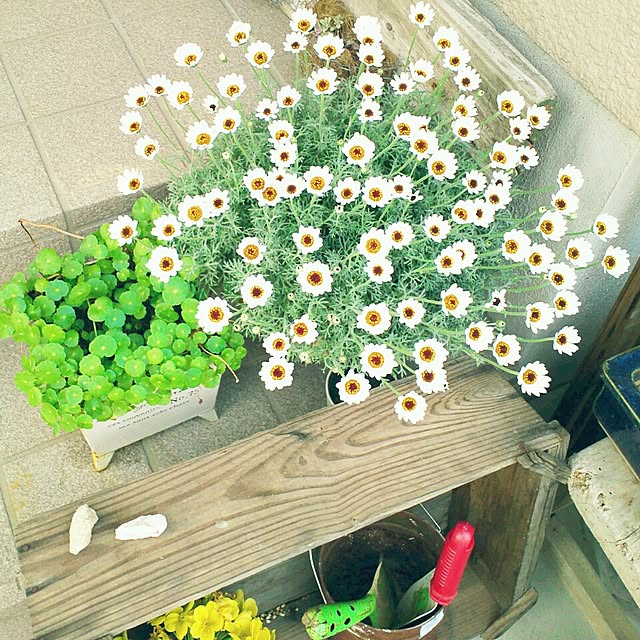 omowaredouさんの実例写真