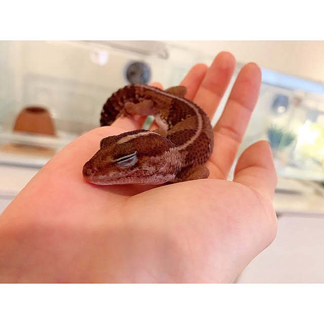 chaluさんの実例写真