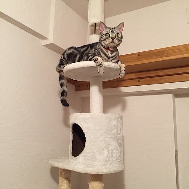 Ryokoさんの実例写真