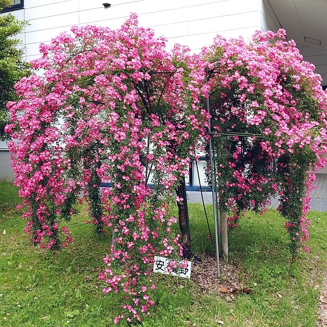 Bienvenueさんの部屋