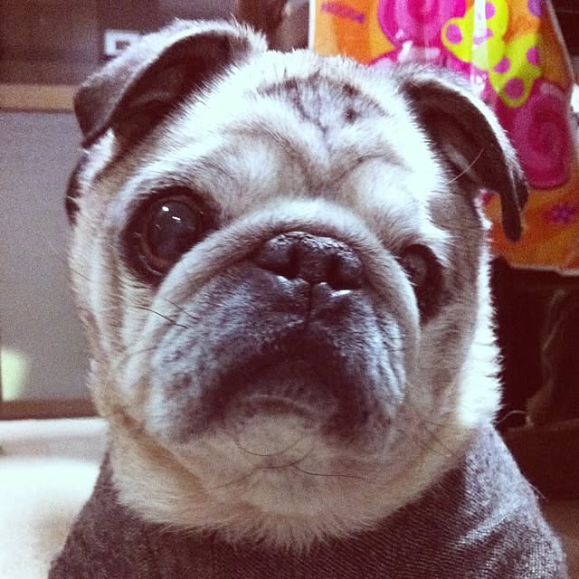 pug.fukuさんの実例写真