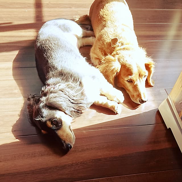 cocosorasakuさんの実例写真