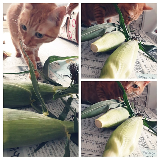 chisaviさんの実例写真