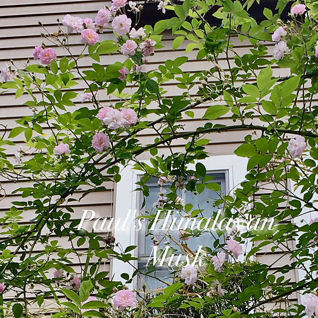 Claraさんの実例写真